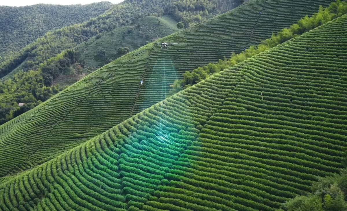 경사지 차밭을 방제하는 DJI AGRAS T25